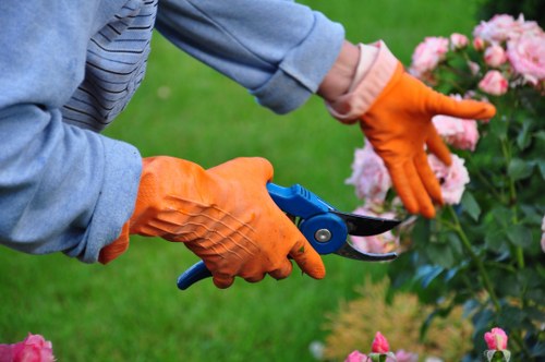 A person wearing blue denim clothing and bright orange gardening gloves is using a pair of pruning shears to trim a vibrant pink flowering shrub in a well-maintained garden. The shrub is part of a landscaped outdoor space with a lush, green lawn in the background, providing a contrasting backdrop of natural tones. The scene is outdoors in a garden setting, possibly in Chigwell, with the focus on precise hedge and plant maintenance, reflecting professional gardening services offered by Hedge Trimming Chigwell. The lighting suggests a bright, natural environment, emphasizing the health and vibrancy of the garden elements, including the flower bed, grass, and trimmed bush. This detailed image captures the careful detail involved in gardening and hedge trimming work, suitable for showcasing local landscaping and outdoor maintenance efforts in the area.