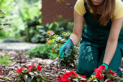 Gardener trimming a suburban hedge in Chigwell