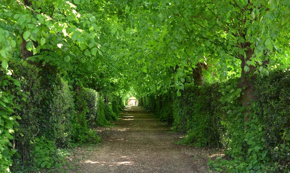 A shaded garden pathway lined with neatly trimmed hedges on both sides, with lush green leaves forming a natural arch overhead. The ground is composed of compacted soil with patches of sunlight filter