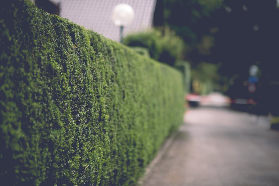 A shaded garden pathway lined with neatly trimmed hedges on both sides, with lush green leaves forming a natural arch overhead. The ground is composed of compacted soil with patches of sunlight filter